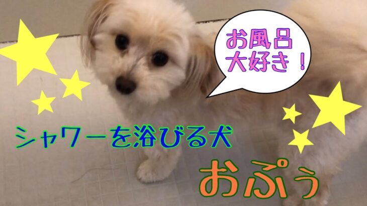 【癒し】シャンプー大好き！泡まみれのおぷぅ　　#犬  #チワプー  #dog