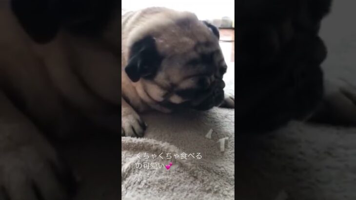 #犬#パグ#動物#しつけ#癒し#dog#pug