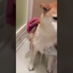 funny dogs!cute dogs!かわいい子犬わんちゃん130 #shorts