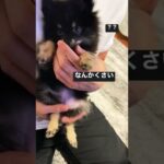 ナイスリアクション#子犬動画 #子犬お迎え #おもしろ犬 #食後 #ポメラニアン #pomeranian #smell #snifferdogs #くさい #reaction #リアクション動画