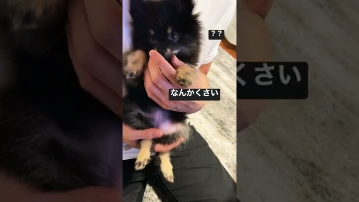 ナイスリアクション#子犬動画 #子犬お迎え #おもしろ犬 #食後 #ポメラニアン #pomeranian #smell #snifferdogs #くさい #reaction #リアクション動画