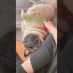 【パグ】どこが目？#パグ #pug #日常 #shorts #癒し #犬 #犬のいる暮らし