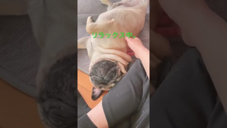 【パグ】どこが目？#パグ #pug #日常 #shorts #癒し #犬 #犬のいる暮らし