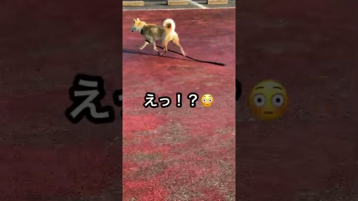 野良犬⁉︎😳 ビビった💦 けど…😂 #shorts #衝撃 #犬 #野良 #わんこ #かわいい #おもしろ 楽しい 早朝 お散歩