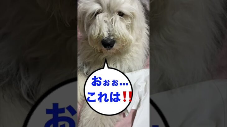 #shorts #グラニフ #オールドイングリッシュシープドッグ #oldenglishsheepdog #dog #かわいい #oes #もふもふ #graniph #犬 #いぬ #大型犬