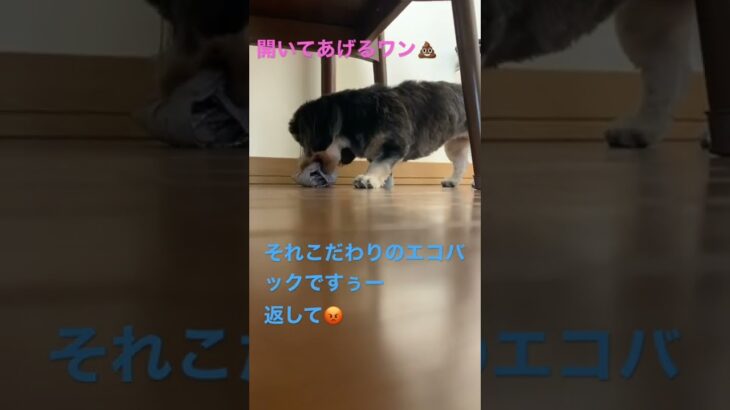 エコバッグ開いてあげるワン(エコバッグを持っていっちゃうワンコ)