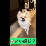 【ポメラニアン×チワワ犬】カットしてかわいさ倍増です