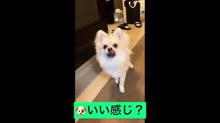 【ポメラニアン×チワワ犬】カットしてかわいさ倍増です