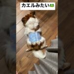 くつろぎカイくん#かわいい #パピヨン #ペット #ネタ #愛犬 #犬 #犬のいる暮らし #癒し #笑える #多頭飼い