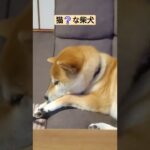 猫❔な柴犬　#柴犬 #柴犬あるある #おもしろ動画犬 #癒し動画犬 #猫になりたい