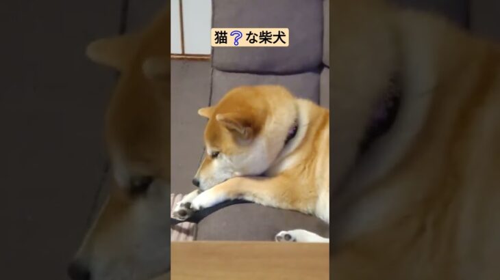 猫❔な柴犬　#柴犬 #柴犬あるある #おもしろ動画犬 #癒し動画犬 #猫になりたい