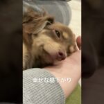 手を枕にしてうとうとする子犬がかわいい。そして温かい。幸せ【チワックス】