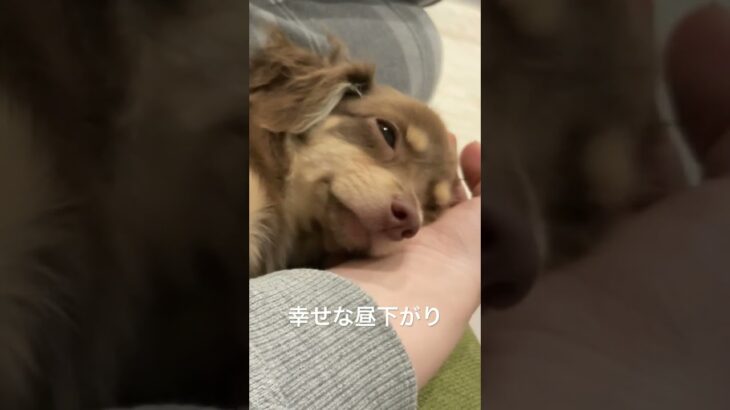 手を枕にしてうとうとする子犬がかわいい。そして温かい。幸せ【チワックス】