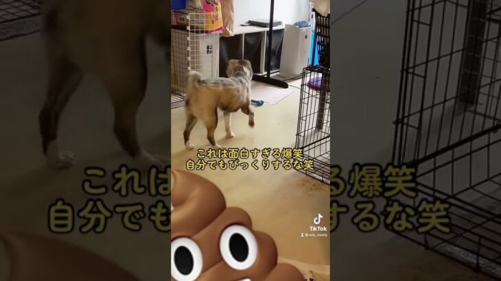 マジで面白い🤣自分で飛ばしてビックリするな😎りり🐶犬ボール遊びハプニング🏀