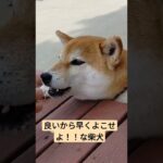 せっかちな柴犬　#柴犬 #おもしろ動画犬 #犬