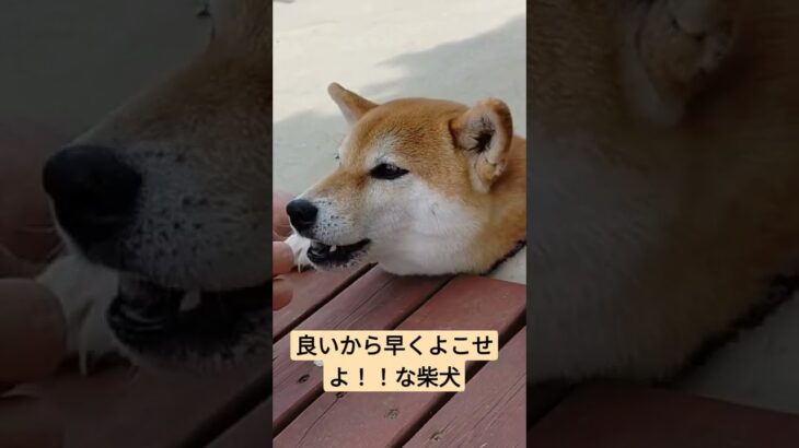 せっかちな柴犬　#柴犬 #おもしろ動画犬 #犬