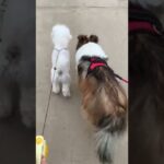 彼氏のセナ君と歩いたよ💕　　　　　　　#ビションプー #シェルティ　 #スノボちゃん　#かわいい   #かわいい犬 #犬