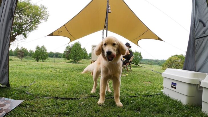 朝テントから出てくるママを待ち構える子犬がかわいい【ゴールデンレトリバー子犬生後６か月】