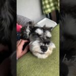 爆睡ぴょん太　#ミニチュアシュナウザー #犬 #犬のいる暮らし #癒し