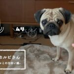 【パグ沼】子犬におもちゃをあげたら想定外にかわいい遊び方をした