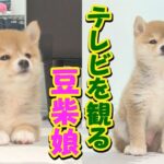 福ちゃん富くんに釘付けの豆柴子犬が可愛い♥