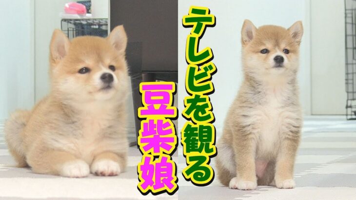 福ちゃん富くんに釘付けの豆柴子犬が可愛い♥