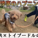 【ハプニング】あわや大惨事！子供×極小保護犬プードルのお散歩