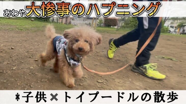 【ハプニング】あわや大惨事！子供×極小保護犬プードルのお散歩