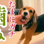 ビーグル犬 男の手に挑む