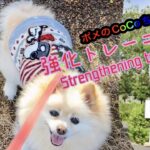 🐶強化トレーニング•ポメのCoCoちゃん。Strengthening_training•Pome’s CoCo. #犬 #ポメラニアン #小型犬