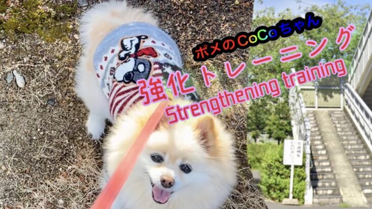 🐶強化トレーニング•ポメのCoCoちゃん。Strengthening_training•Pome’s CoCo. #犬 #ポメラニアン #小型犬