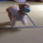 【心が揺らぐ犬】シーズー/かわいい/おもちゃを運ぶ/遊ぶ/おもしろ/Cute shih tzu dog