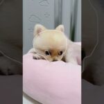 DOG 🐶 かわいい犬 – おもしろい犬  😍🔥 Cute dogs, lovely dogs