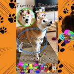 【柴犬 おもしろ動画/Funniest Shiba Inu】変な顔で笑わせてくれる最高かわいい柴犬しーば君・Shiba inu dog shows a super funny face #Shorts