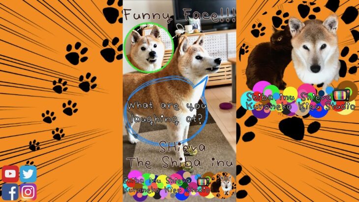 【柴犬 おもしろ動画/Funniest Shiba Inu】変な顔で笑わせてくれる最高かわいい柴犬しーば君・Shiba inu dog shows a super funny face #Shorts