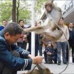 [Happening] Monkeys attack humans😲【ハプニング】サルが人間に攻撃する[हो रहा है] बंदर इंसानों पर हमला करते हैं