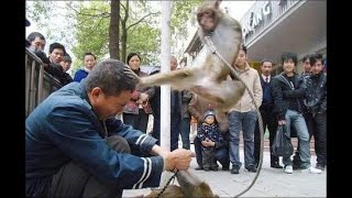 [Happening] Monkeys attack humans😲【ハプニング】サルが人間に攻撃する[हो रहा है] बंदर इंसानों पर हमला करते हैं