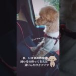 【おもしろ動画】マルプー　おとみ　弟遅いよ　成犬でも可愛い　テディベアカットよりピーナッツカット　おとみちゃん　小犬から成犬　アプリコット　Maltipoo　toy poodle　Maltese