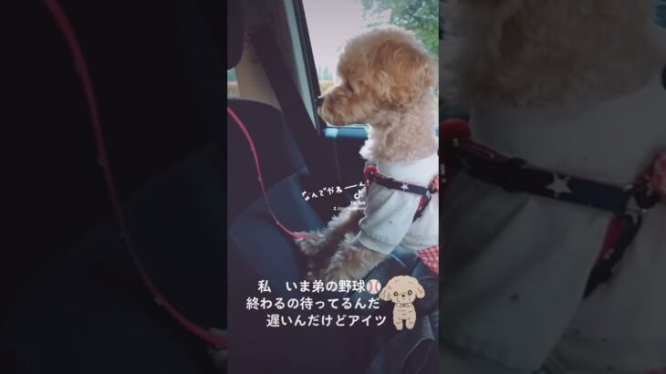 【おもしろ動画】マルプー　おとみ　弟遅いよ　成犬でも可愛い　テディベアカットよりピーナッツカット　おとみちゃん　小犬から成犬　アプリコット　Maltipoo　toy poodle　Maltese