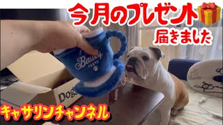 ブルドッグ🐶今月のプレゼント🎁#cute #おもしろ #犬