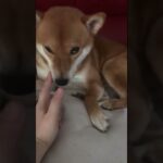 cute doge on couch|ソファの上のかわいい柴犬|소파에 귀여운 시바 이누|shorts