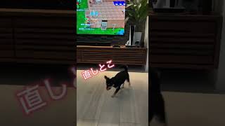 【犬おもしろ動画】ボール遊びが天才すぎるチワワだんご #shorts