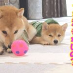 子犬を挑発し、返り討ちにあう兄柴犬が可愛い♪