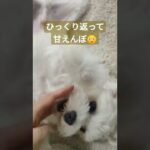 ひっくり返ったかわいい犬#マルチーズ