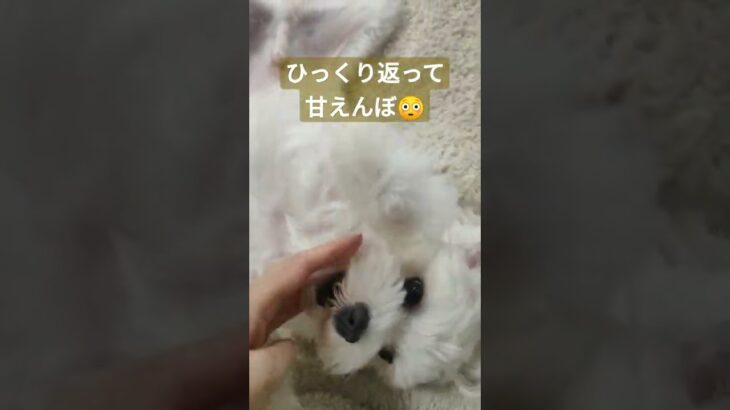 ひっくり返ったかわいい犬#マルチーズ