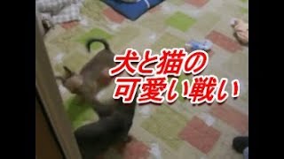 【おもしろ】犬と猫の闘い？★ハプニング