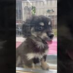 子犬かわいい‼️ミニチュアダックス　ポメラニアンミックス