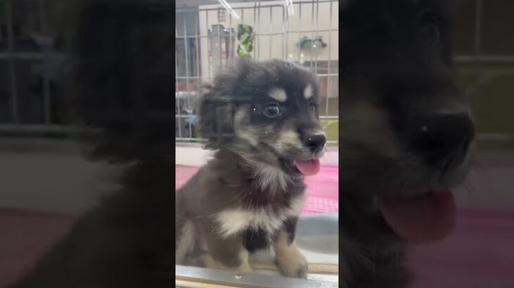 子犬かわいい‼️ミニチュアダックス　ポメラニアンミックス