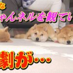 【爆笑映像】このあと、子犬に兄柴犬が惨めな敗北を喫します・・・