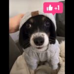 とてもかわいい子犬